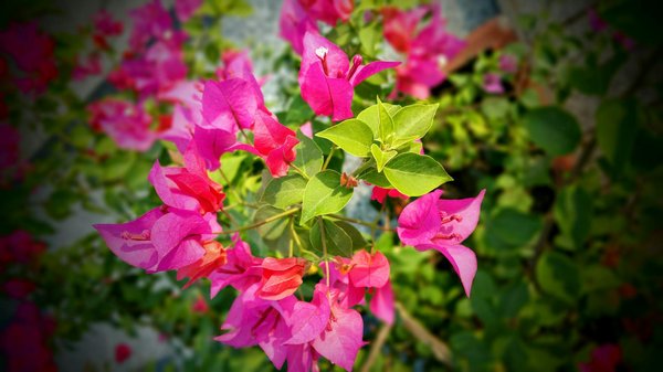 Découvrez pourquoi les modèles d'affaires de la maison connectée s'imposent aujourd'hui